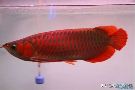 紅龍怎麼養才會紅|紅龍魚的正確飼養方法是什麼，怎麼才能養得好精選